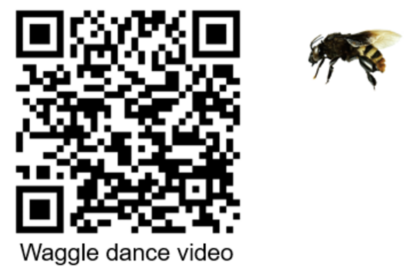 QR code with the words Waggle dance video underneath and image of a bee next to it