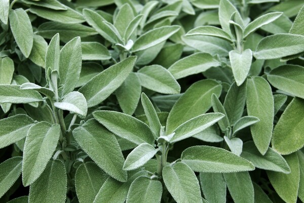 Sage leaves