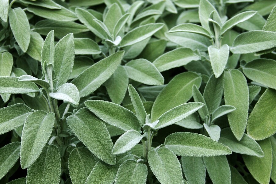 A photo of sage. Sage is one of the four sacred medicines for many First Nations.
