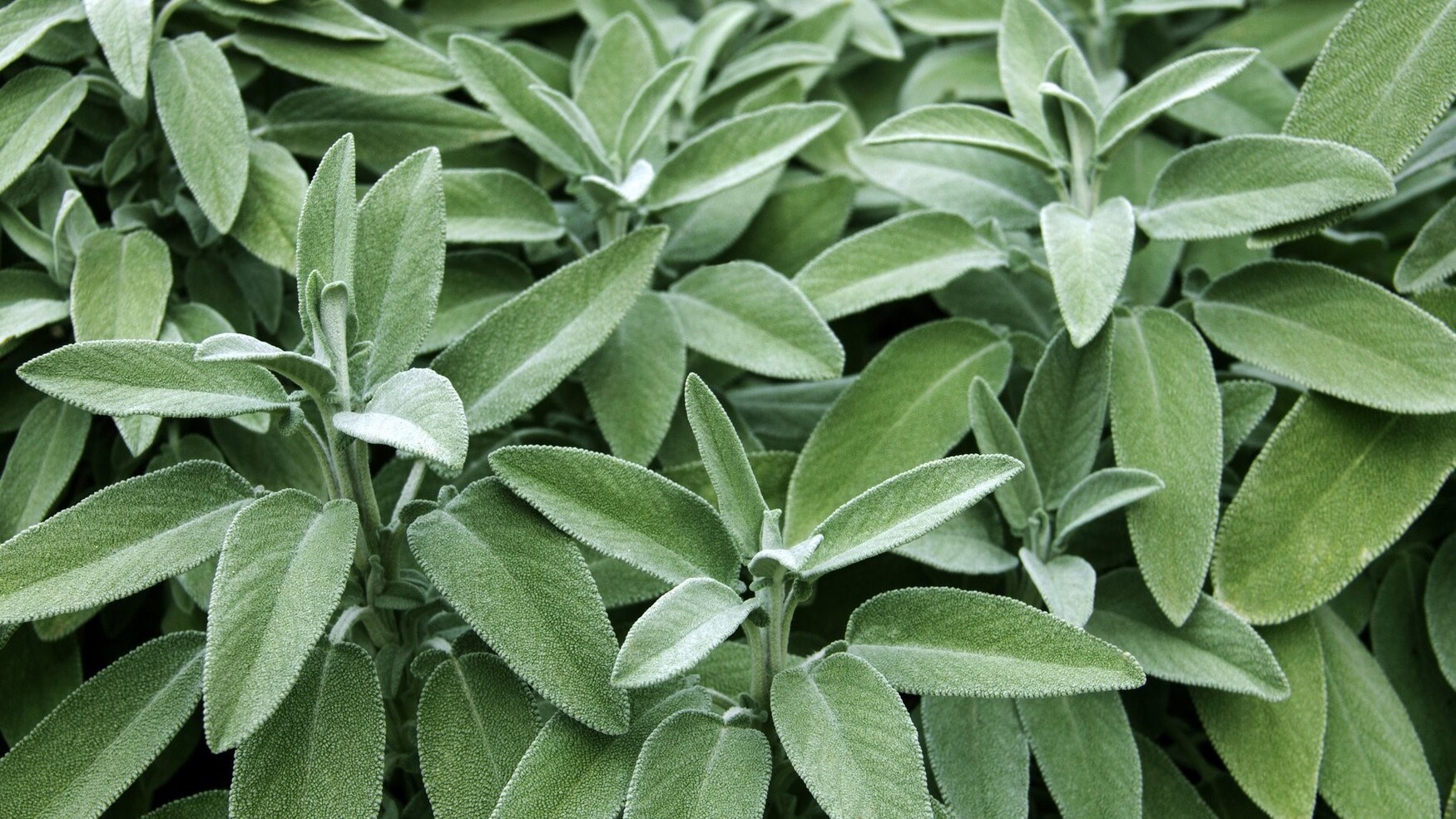 A photo of sage. Sage is one of the four sacred medicines for many First Nations.